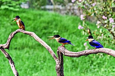 樱井政博一天就通关《怪物猎人：荒野 》善用操虫棍